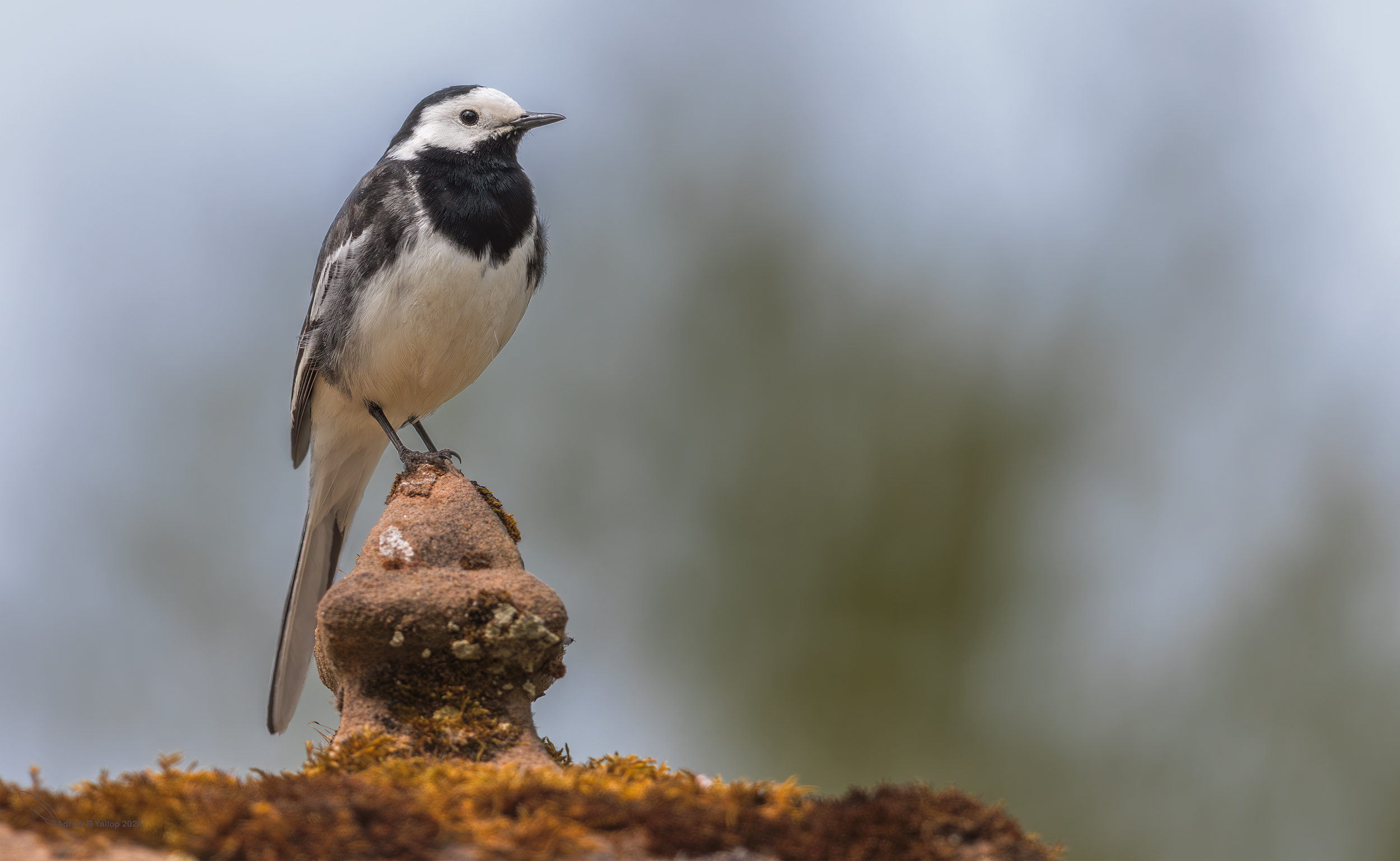 Pied wagtail on a monument